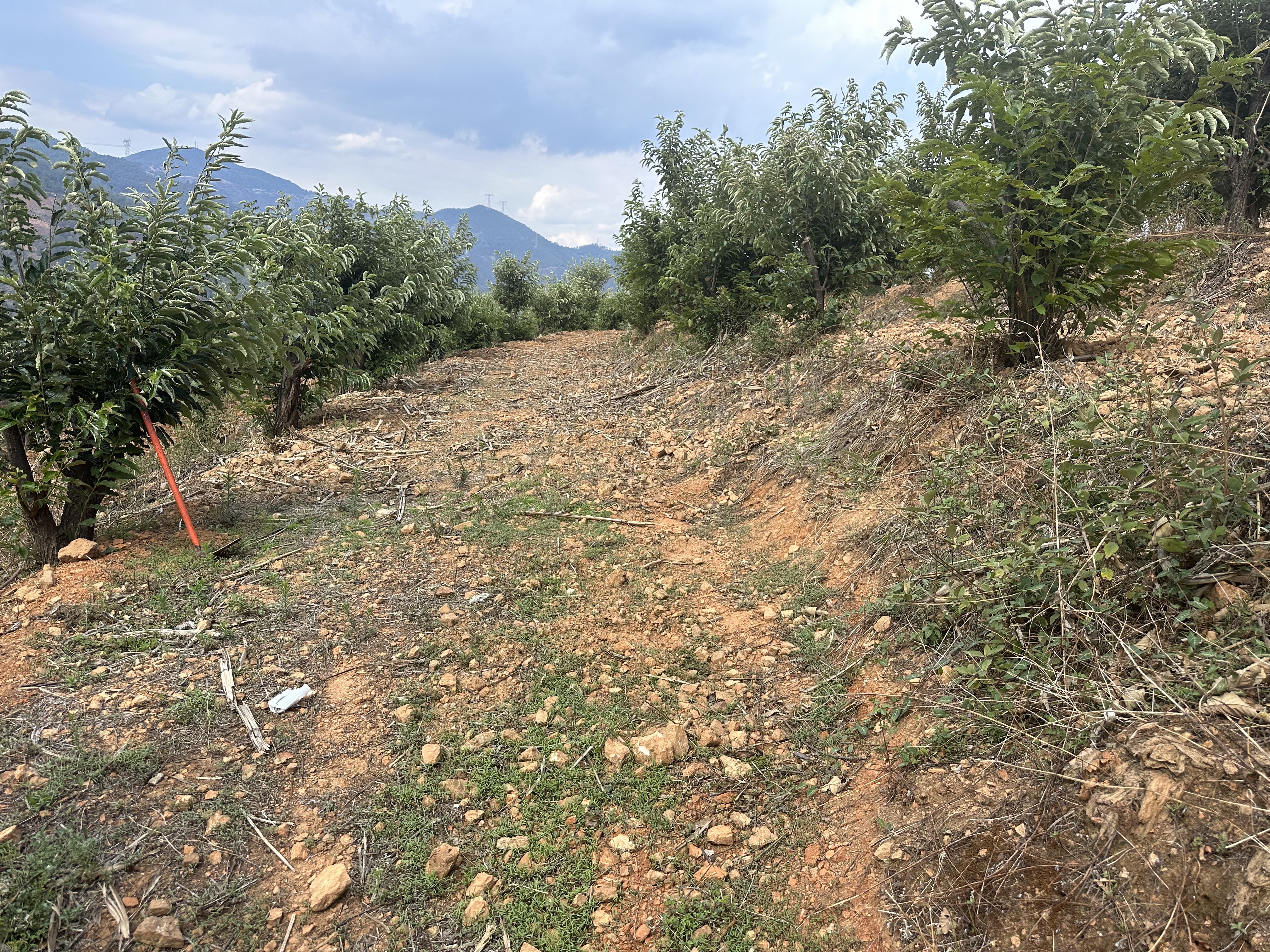 1建設(shè)前 未清雜草狀態(tài).jpg